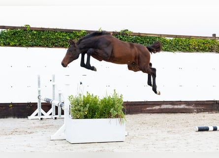 KWPN, Yegua, Potro (03/2025), Castaño oscuro