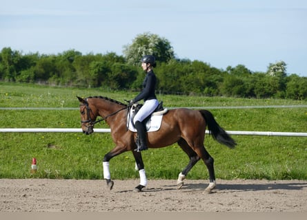 Latvian Warmblood, Gelding, 6 years, 15.2 hh, Brown