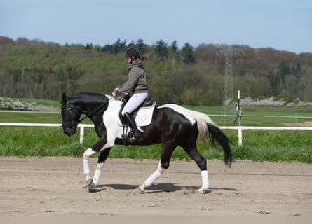 Latvian Warmblood, Gelding, 6 years, 16,2 hh, Pinto