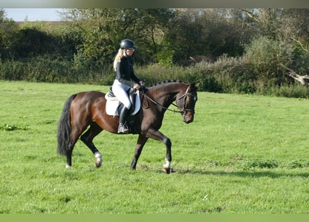 Lettisches Warmblut, Wallach, 7 Jahre, 16,1 hh, Dunkelbrauner