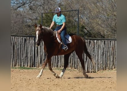 Latvian Warmblood, Gelding, 8 years, 14 hh, Chestnut