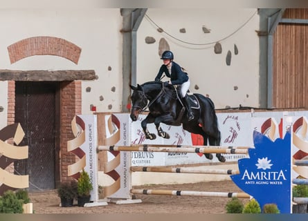 Latvian Warmblood, Mare, 11 years, Smoky-Black