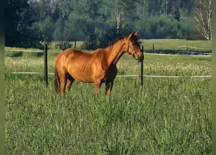 Latvian Warmblood, Mare, 1 year, 16 hh