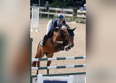 Latvian Warmblood, Mare, 7 years, 16.1 hh, Brown