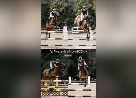 Latvian Warmblood, Mare, 7 years, 16,2 hh, Bay