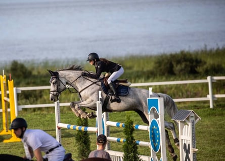 Latvian Warmblood, Mare, 8 years, 16,2 hh, Gray