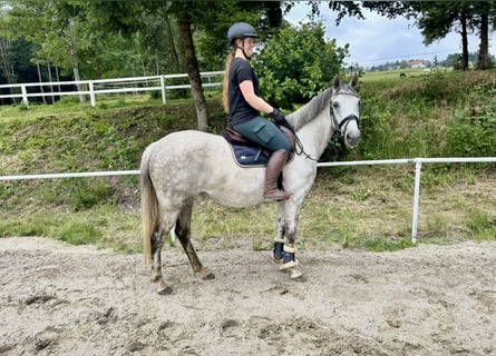Latvian Warmblood, Mare, 9 years, 15,1 hh, Gray