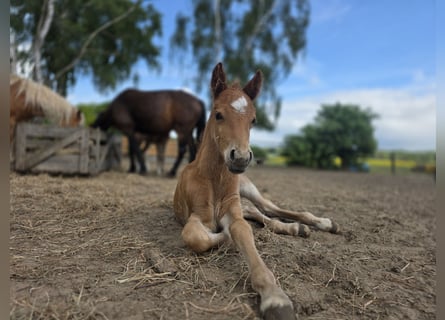 Lehmkuhlener Pony, Stallion, Foal (05/2026), 12.2 hh, Chestnut-Red