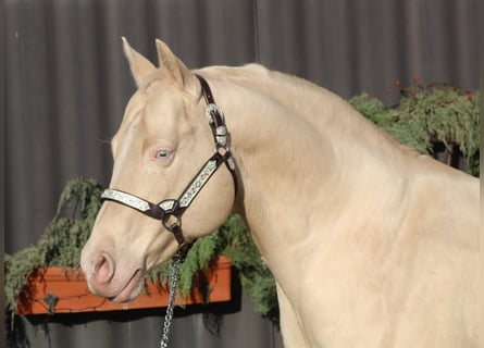 American Quarter Horse, Ogier, 15 lat, 154 cm, Cremello