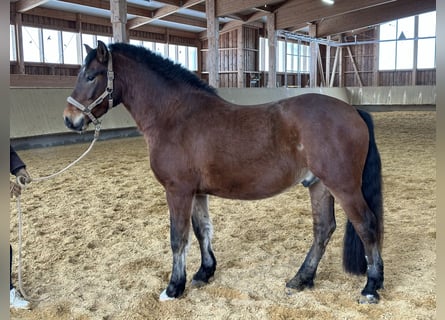 Leonhard, Castrone, 4 Anni, 146 cm, Baio