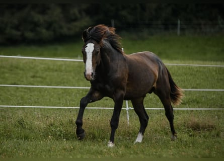 Leonhard, Étalon, 1 Année, 145 cm, Bai brun