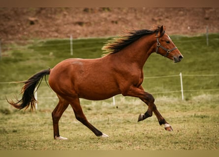 Leonhard, Étalon, 2 Ans, 143 cm, Bai