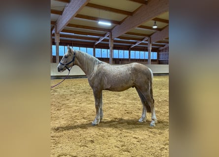 Leonhard, Étalon, 2 Ans, 153 cm, Palomino