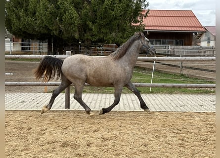 Leonhard, Gelding, 2 years, 14.1 hh, Can be white