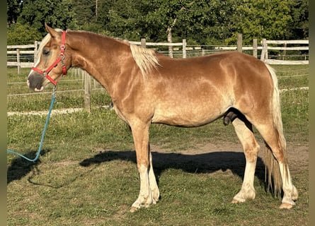 Leonhard, Gelding, 2 years, 14.2 hh, Chestnut-Red