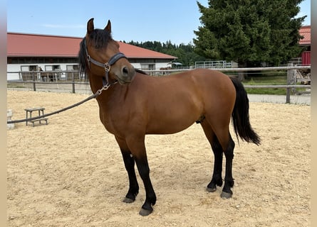 Leonhard, Gelding, 3 years, 14.1 hh, Brown Leonhard, Gelding, 3 years, 14.1 hh, Brown