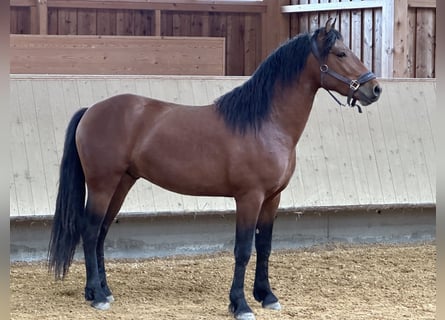 Leonhard, Gelding, 3 years, 14,1 hh, Brown