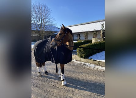 Leonhard, Giumenta, 11 Anni, Baio