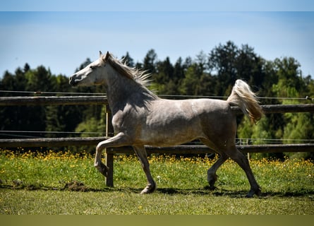 Leonhard, Giumenta, 3 Anni, 151 cm, Grigio