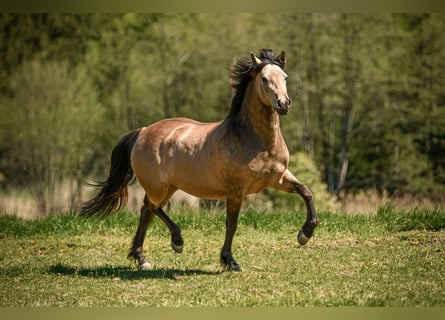 Leonhard, Giumenta, 3 Anni, 155 cm, Falbo