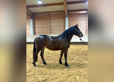 Leonhard, Giumenta, 3 Anni, 156 cm, Baio