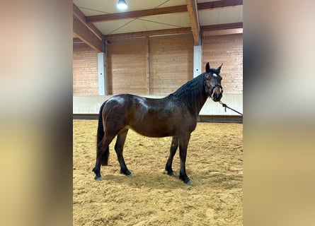 Leonhard, Giumenta, 3 Anni, 156 cm, Baio