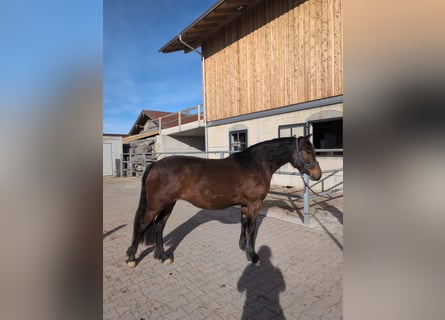 Leonhard, Giumenta, 3 Anni, 156 cm, Baio