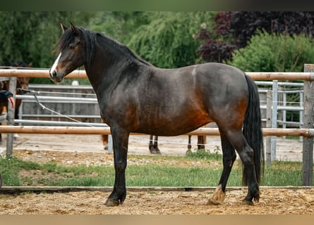 Leonhard, Giumenta, 6 Anni, 160 cm, Baio scuro