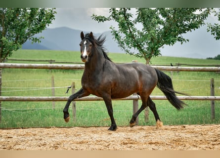 Leonhard, Giumenta, 6 Anni, 165 cm, Baio scuro