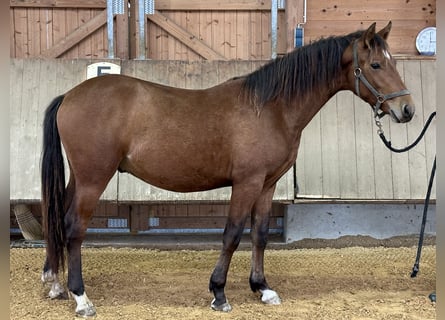 Leonhard, Hongre, 2 Ans, 143 cm, Bai