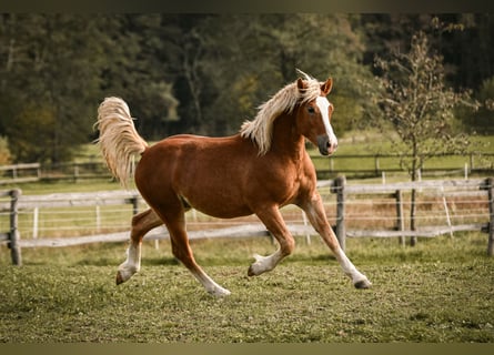 Leonhard, Hongre, 2 Ans, 144 cm, Alezan