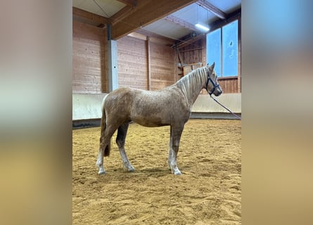 Leonhard, Hongre, 2 Ans, 153 cm, Palomino