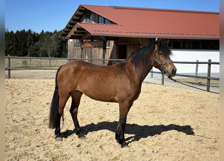 Leonhard, Jument, 3 Ans, 147 cm, Bai