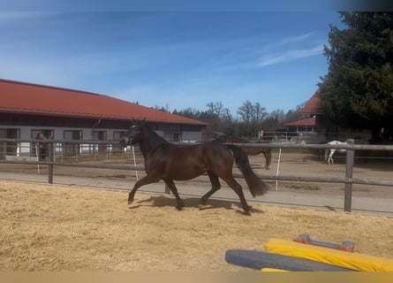 Leonhard, Jument, 3 Ans, 149 cm, Isabelle