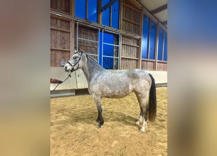 Leonhard, Jument, 3 Ans, 153 cm, Isabelle