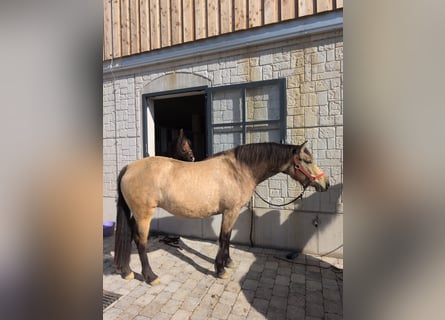 Leonhard, Jument, 3 Ans, 155 cm, Isabelle