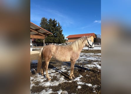 Leonhard, Mare, 3 years, 14.3 hh, Grey