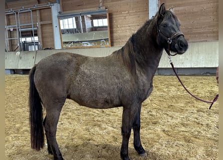 Leonhard, Mare, 3 years, 14,2 hh, Dun