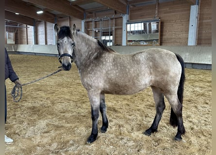 Leonhard, Mare, 3 years, 15,1 hh, Dun