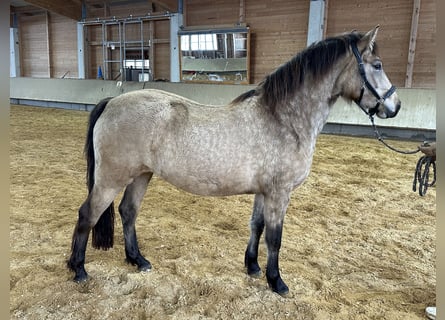 Leonhard, Mare, 3 years, 15,1 hh, Dun