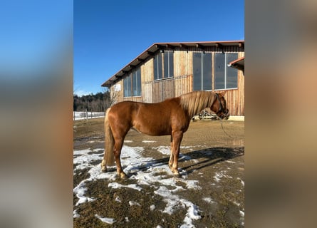 Leonhard, Mare, 4 years, 14,3 hh, Chestnut-Red