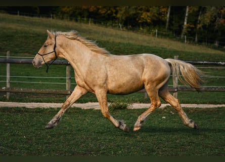 Leonhard, Stallion, 1 year, 14.1 hh, Palomino