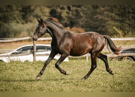 Leonhard, Stallion, 1 year, 14,1 hh, Bay-Dark