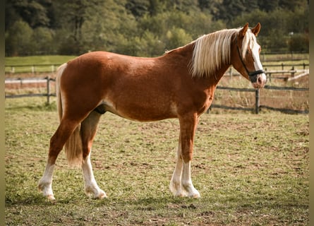 Leonhard, Stallion, 2 years, 14 hh, Chestnut-Red