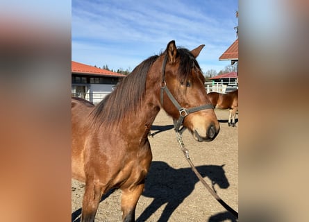 Leonhard, Stallion, 2 years, 15,2 hh, Brown