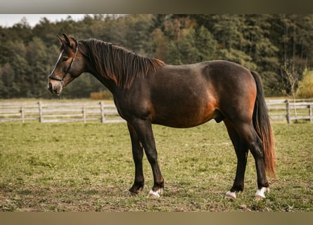 Leonharder, Hengst, 1 Jaar, 143 cm, Donkerbruin
