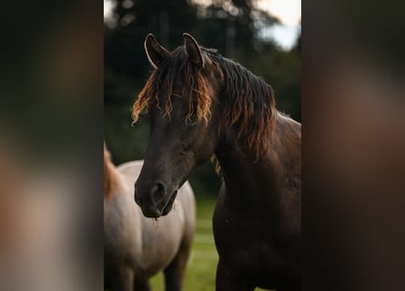 Leonharder, Hengst, 1 Jaar, 148 cm, Donkerbruin