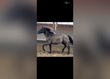 Leonharder, Hengst, 1 Jahr, 143 cm, Falbe