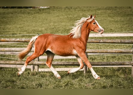 Leonharder, Hengst, 2 Jaar, 143 cm, Vos