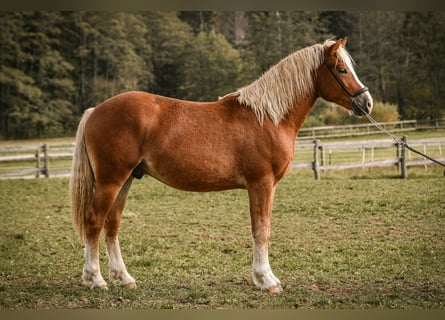 Leonharder, Hengst, 2 Jahre, 144 cm, Fuchs